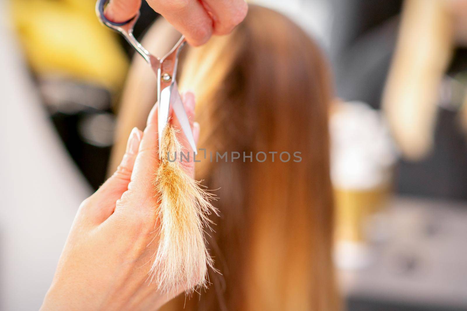 The hairdresser cuts the ends of female hair with scissors. Concept of beauty salon services. Cuts hair tips