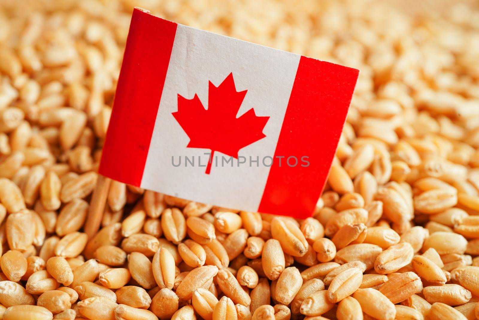 Canada on grain wheat, trade export and economy concept.