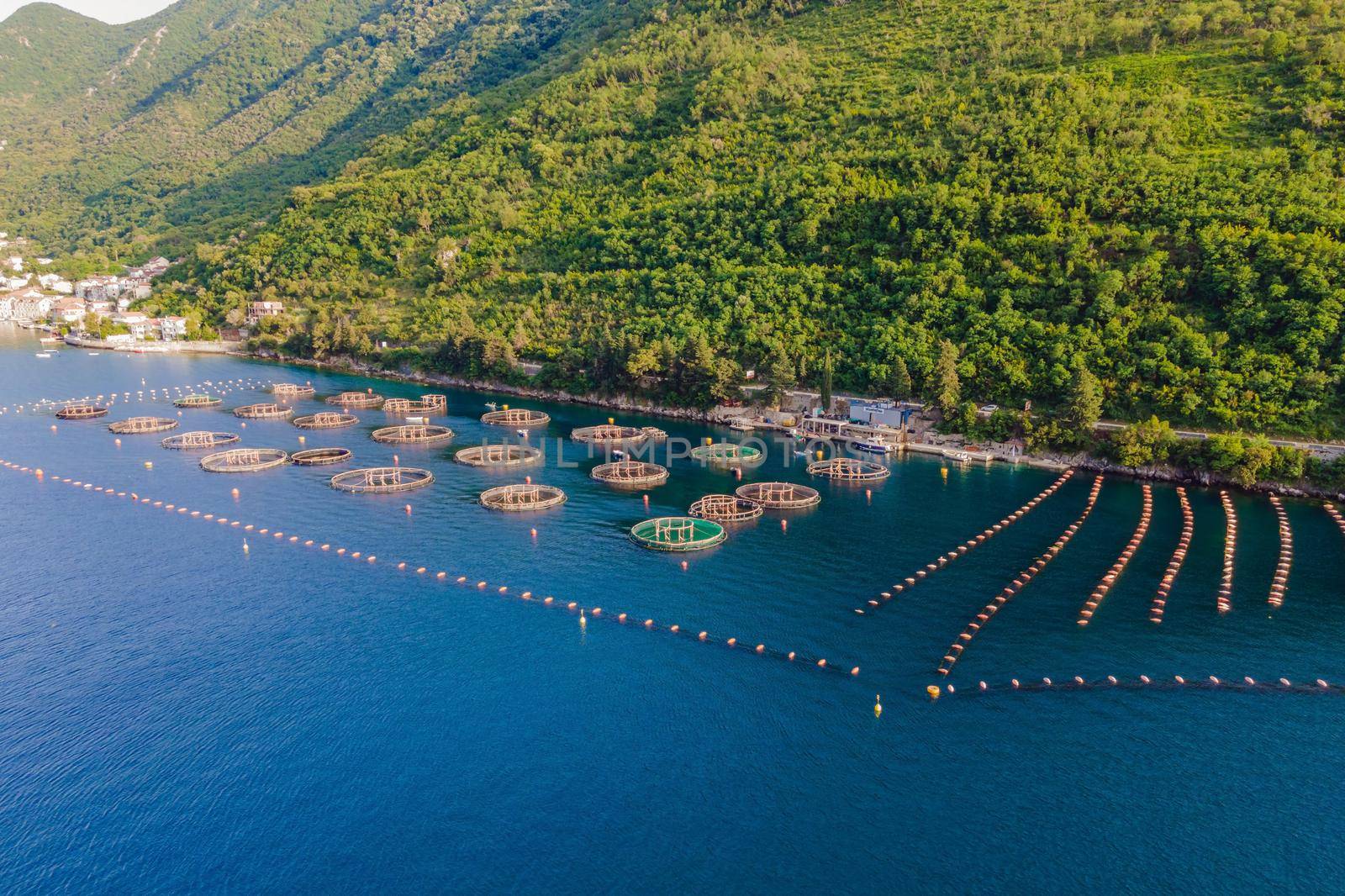 Oyster farm in the Mediterranean. Montenegro, Kotor.