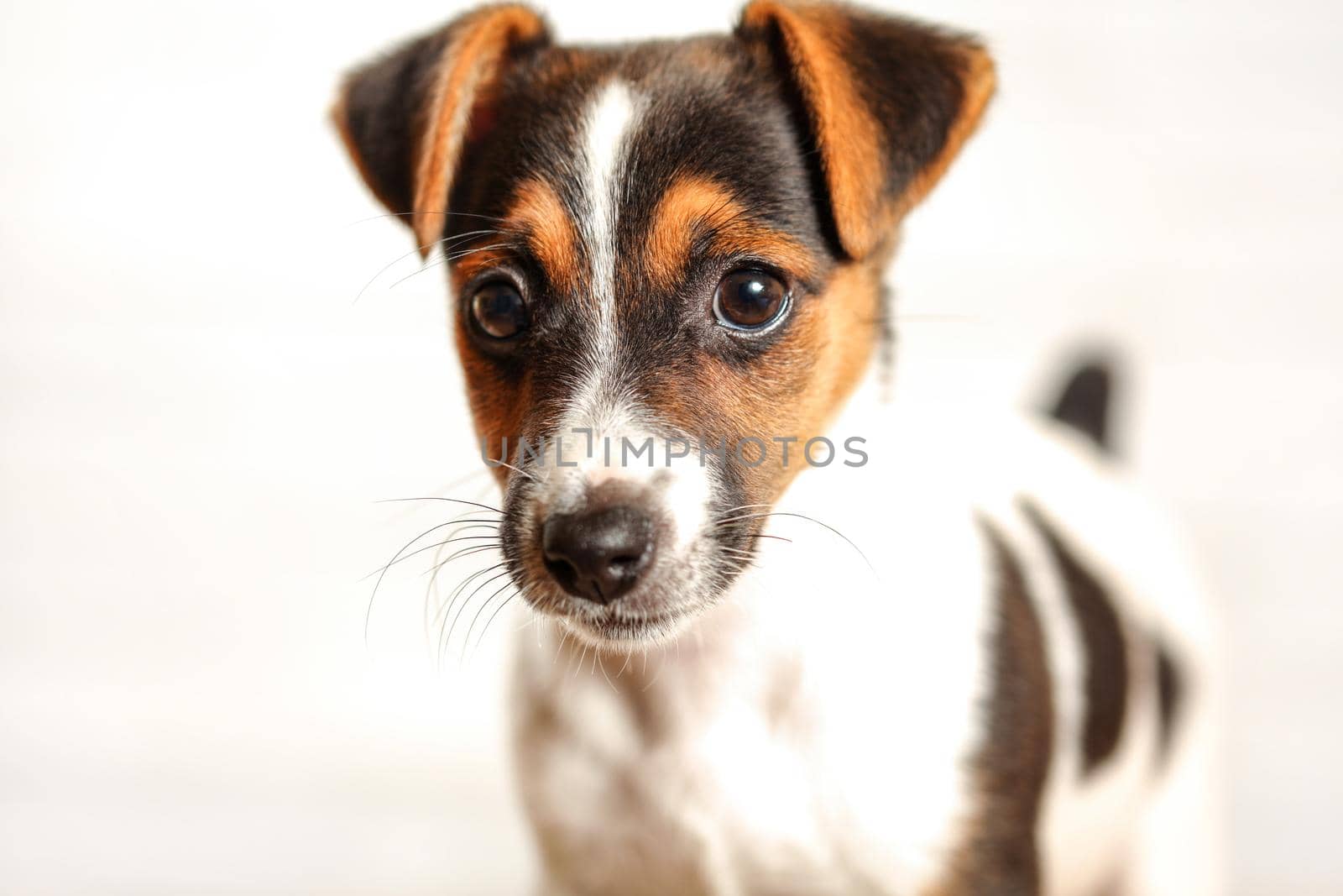 Two months old Jack Russell terrier puppy, studio shot with white background, detail on her head.