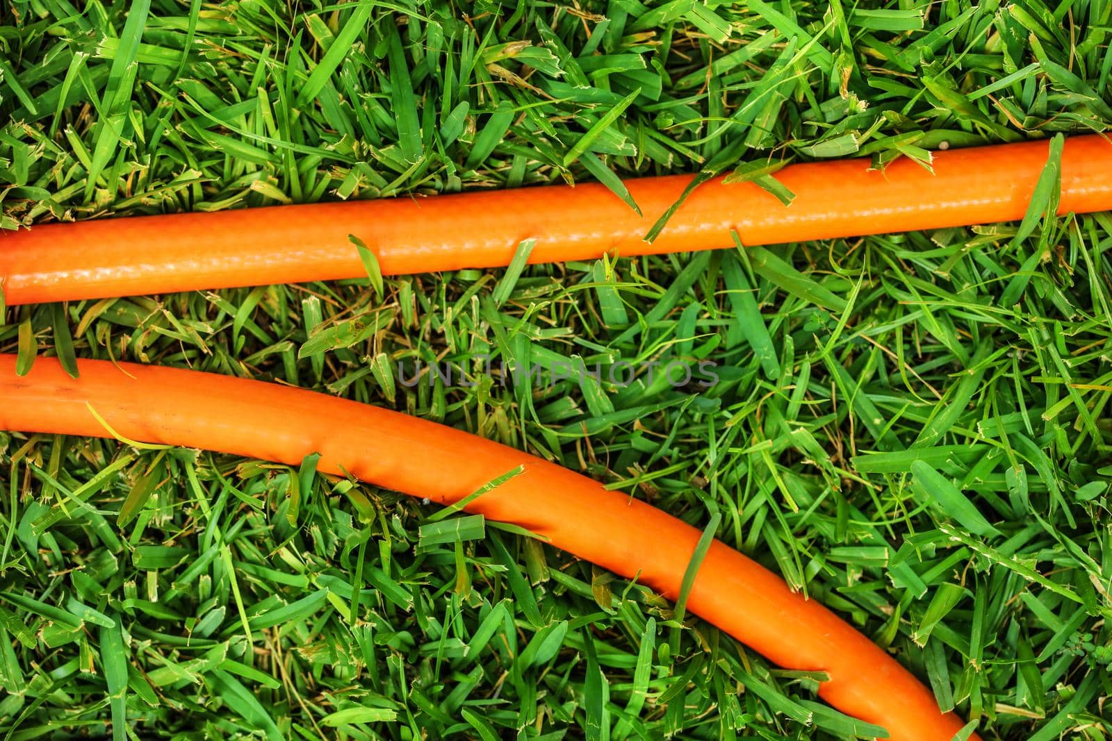 Top view, orange garden hose in green grass - colour contrast.