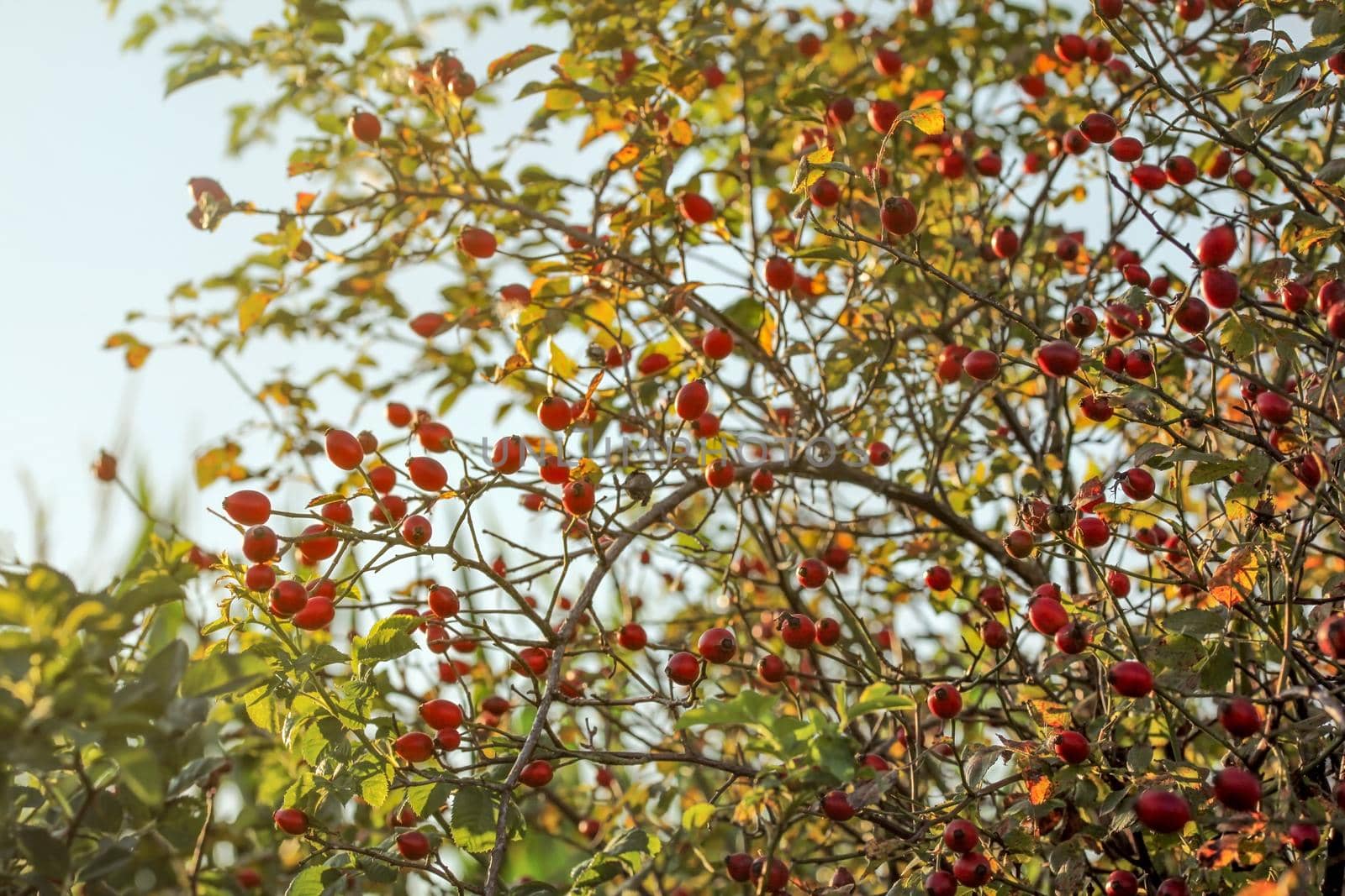 Rosehip (Dogrose "Rosa Canina") shrub, small red fruits in branches with thorns, lit by backlight sun. Late summer background.