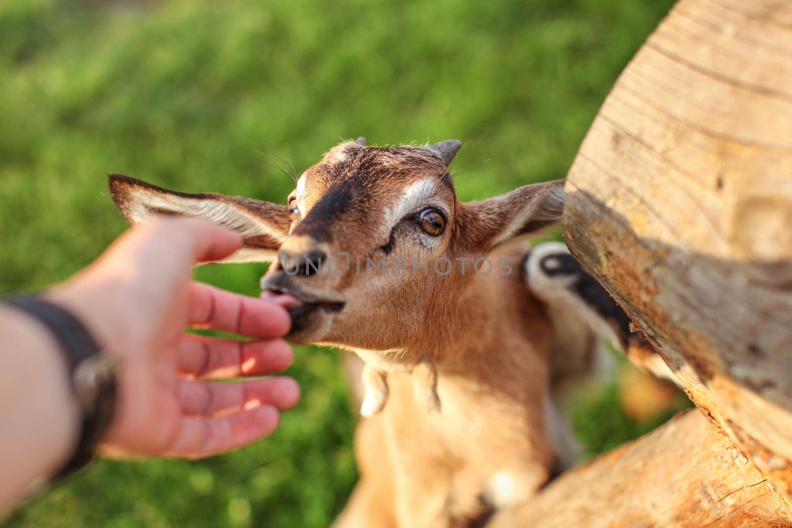 Young brown goat kid fed by man, looking up licking his hand.