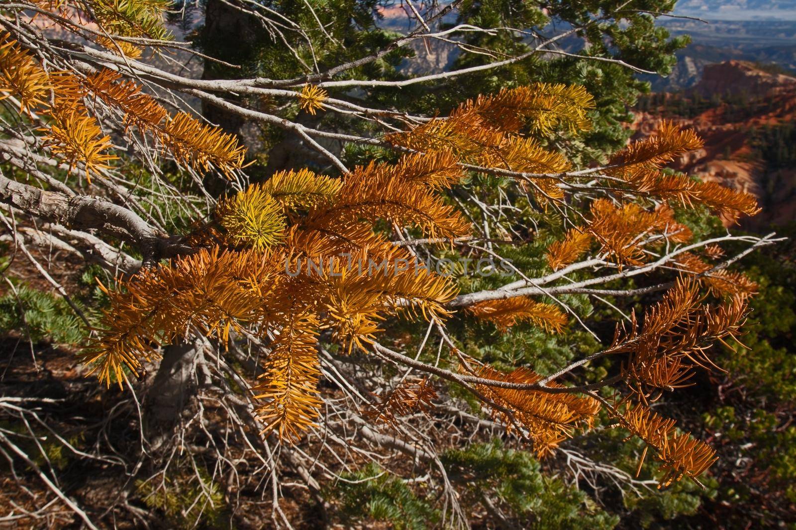 Close up of discoloured Douglas Fir (Pseudotsuga menziesii) in Bryce Canyon Utah.