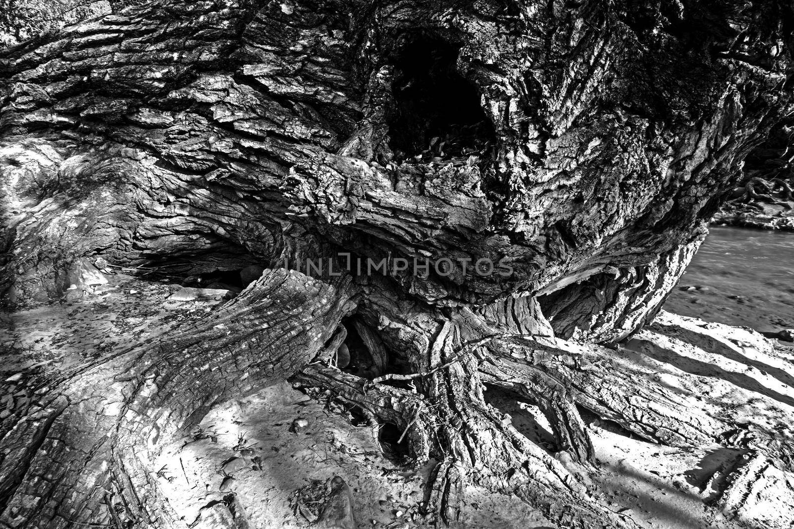 Abstract monochrome image of an old Cottonwood tree desroyed by a recent flood, on the bank of the Virgin River. Pa;rus Trail, Zion National Park. Utah