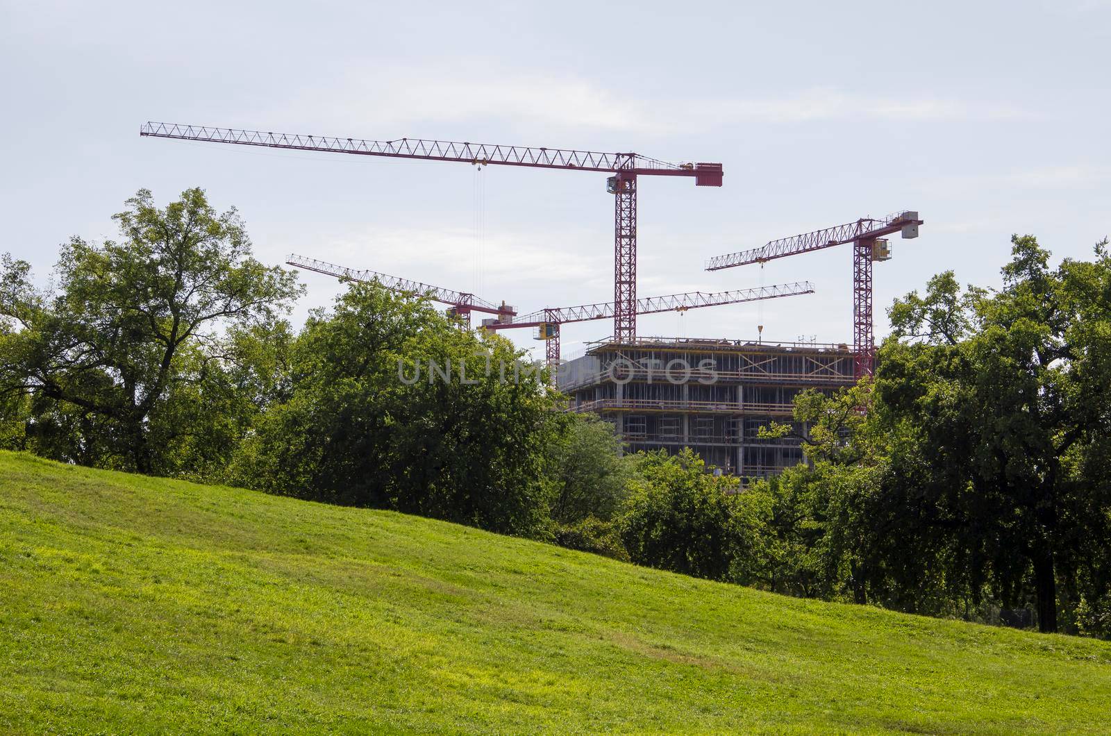 A new back with cranes in nature among trees. High quality photo