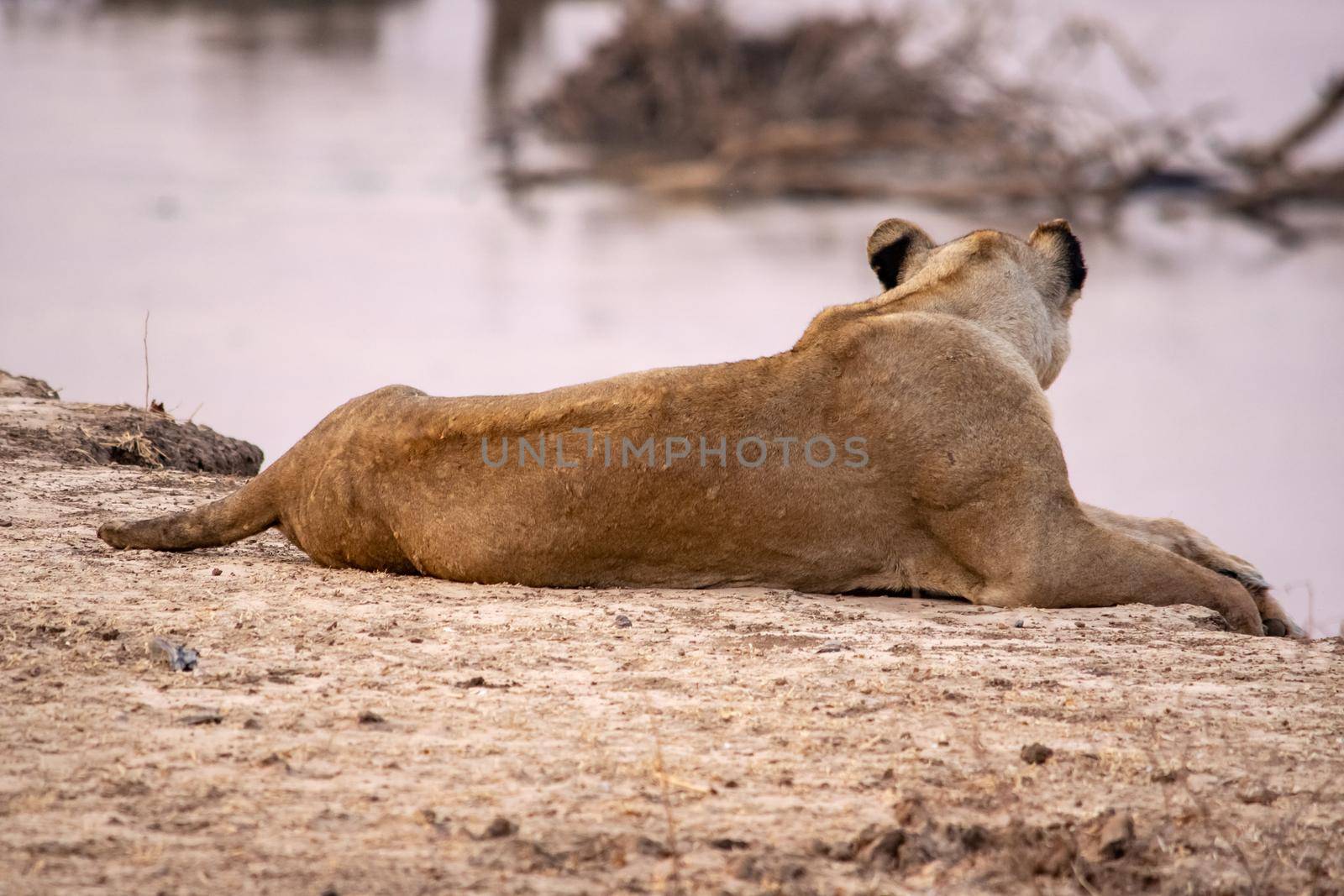 A close-up of a beautiful lioness resting after hunting