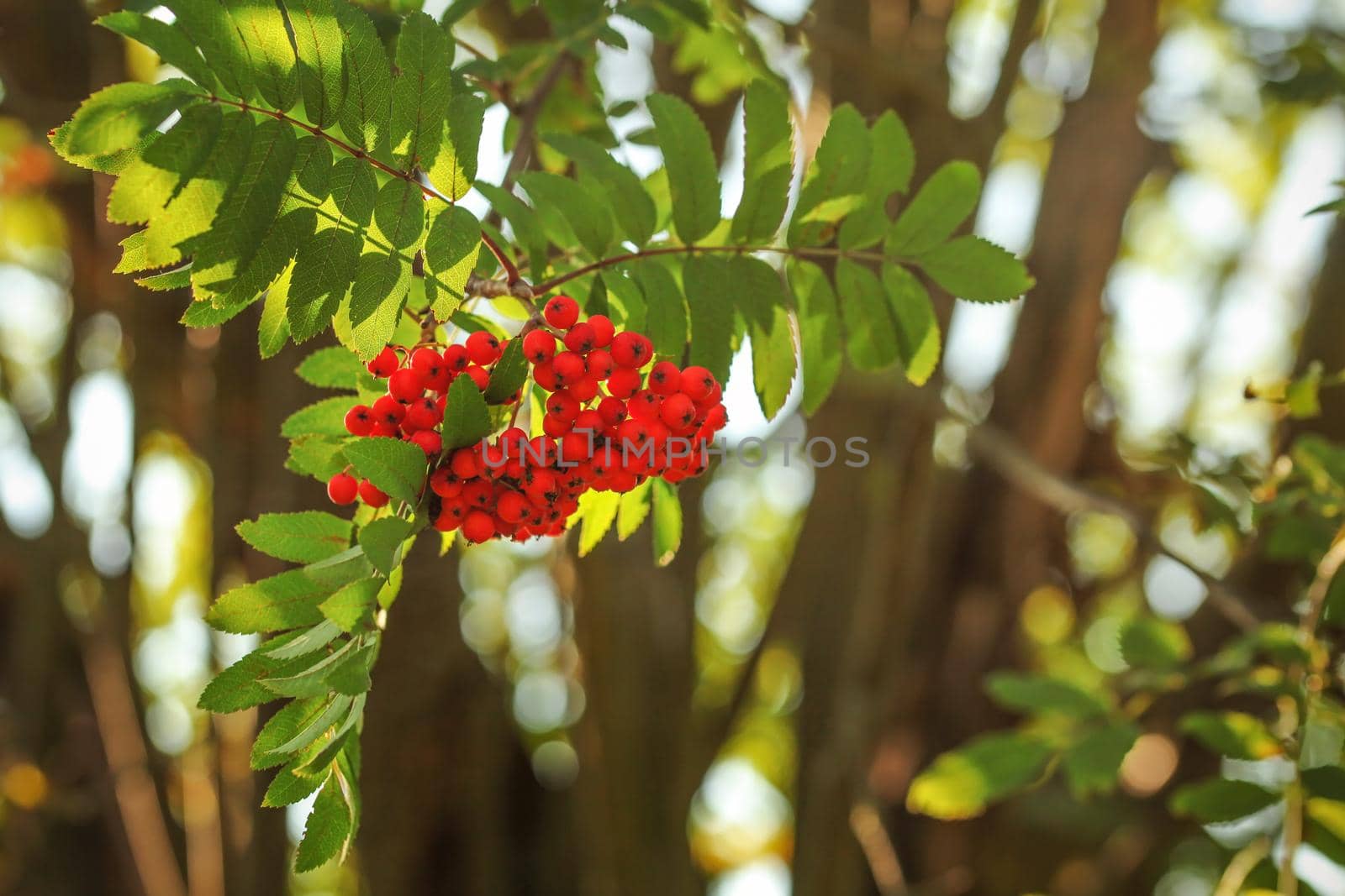 Rowan / mountain-ash berry (Sorbus aucuparia) bunch growing on tree branch, leaves lit by back light sun