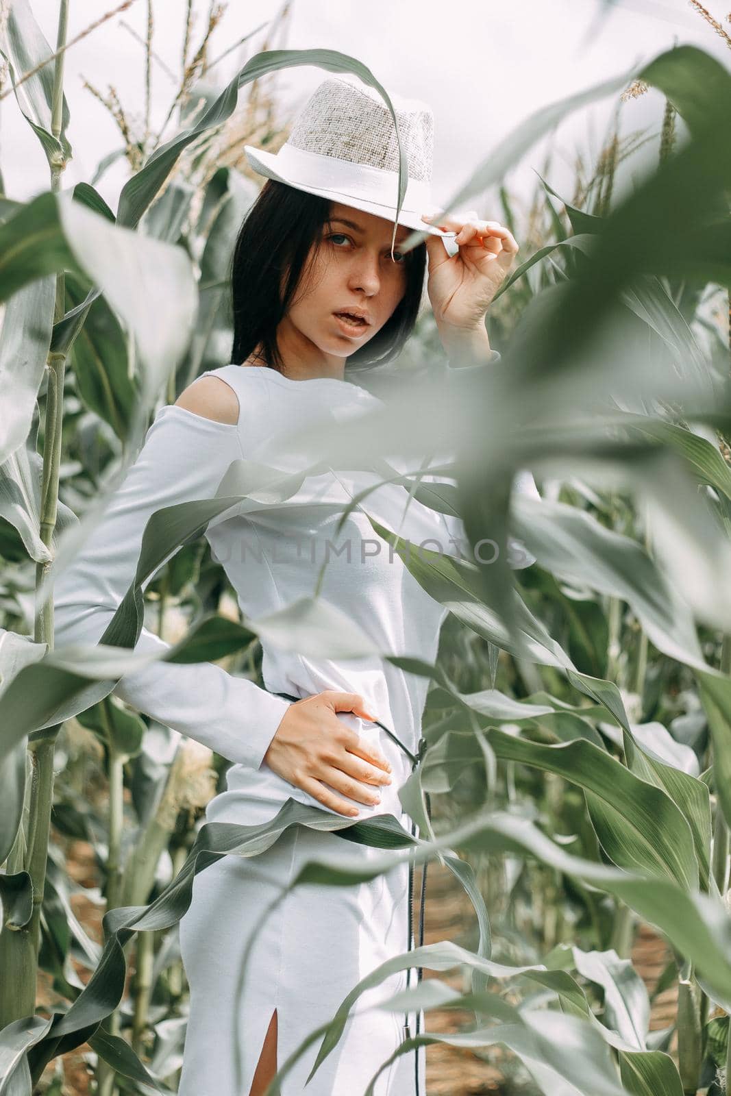 A brunette girl in a white dress in a cornfield. The concept of harvesting.