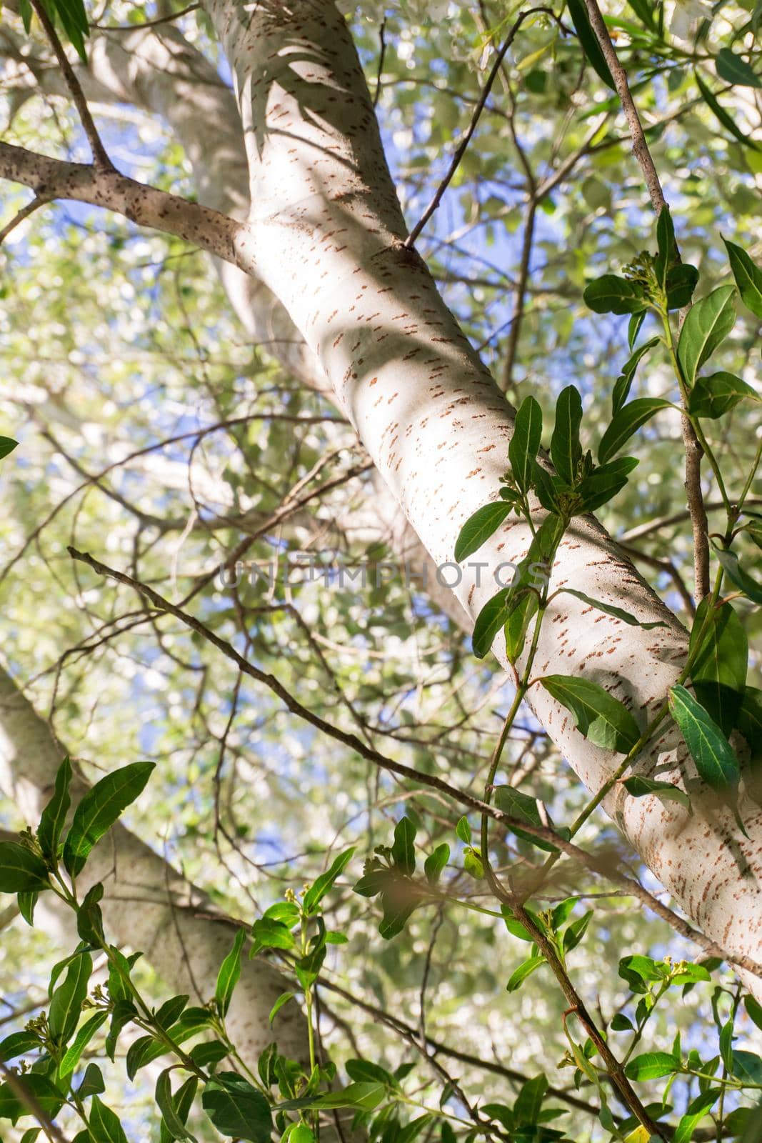 Sunny day in the grove.