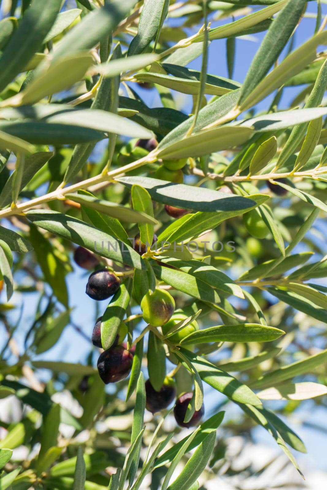 Olives ripening on a branch in an olive grove close up