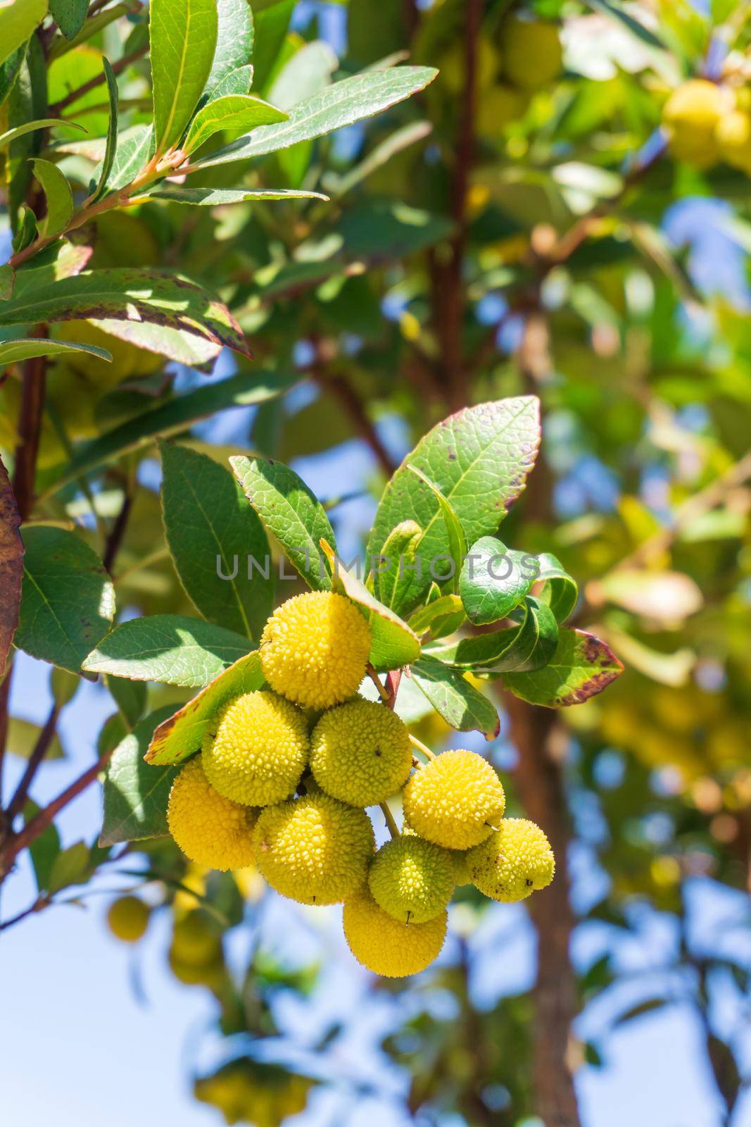 Yellow thorny Arbutus fruits ripen on a branch in an orchard close up