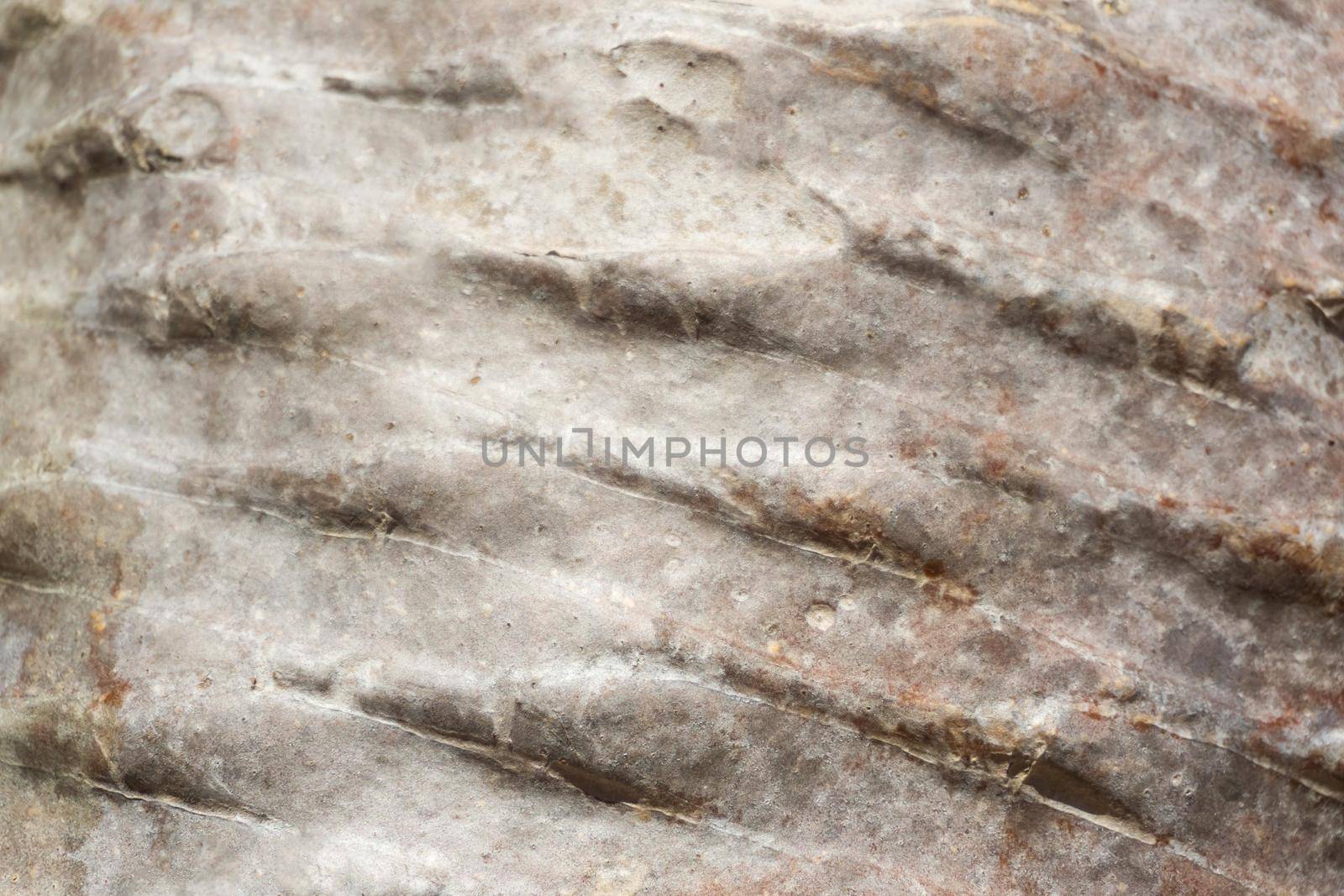 Smooth trunk of a palm tree close up background