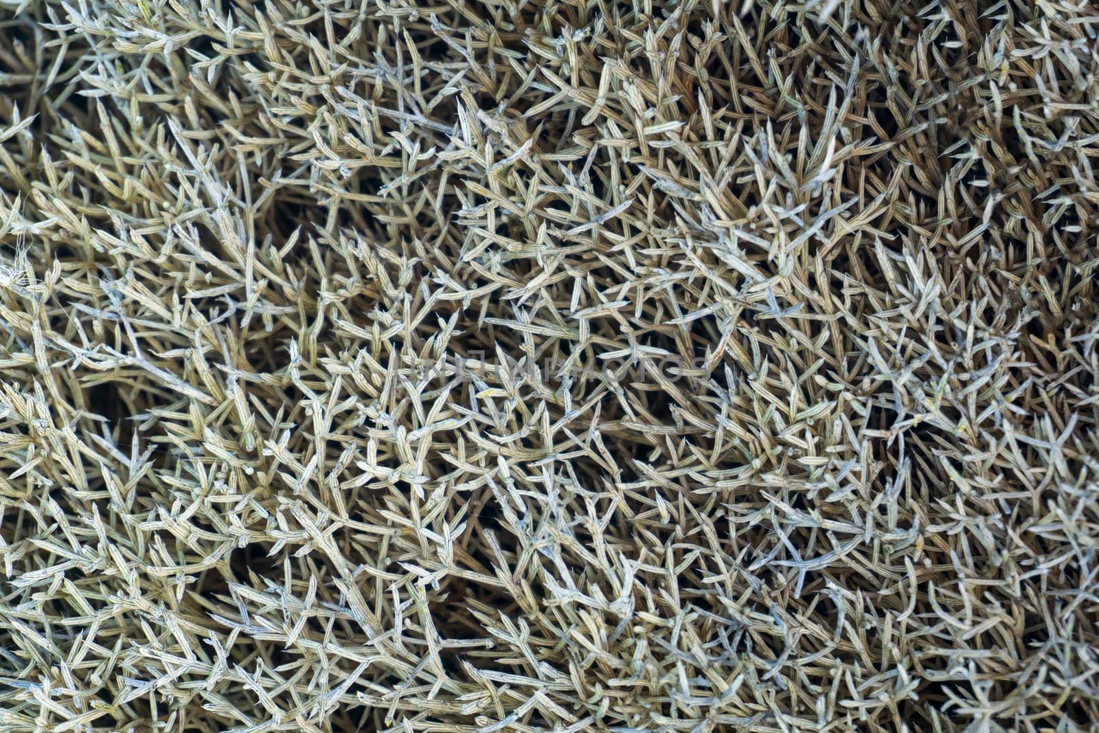 Gray - blue - green grass background close up