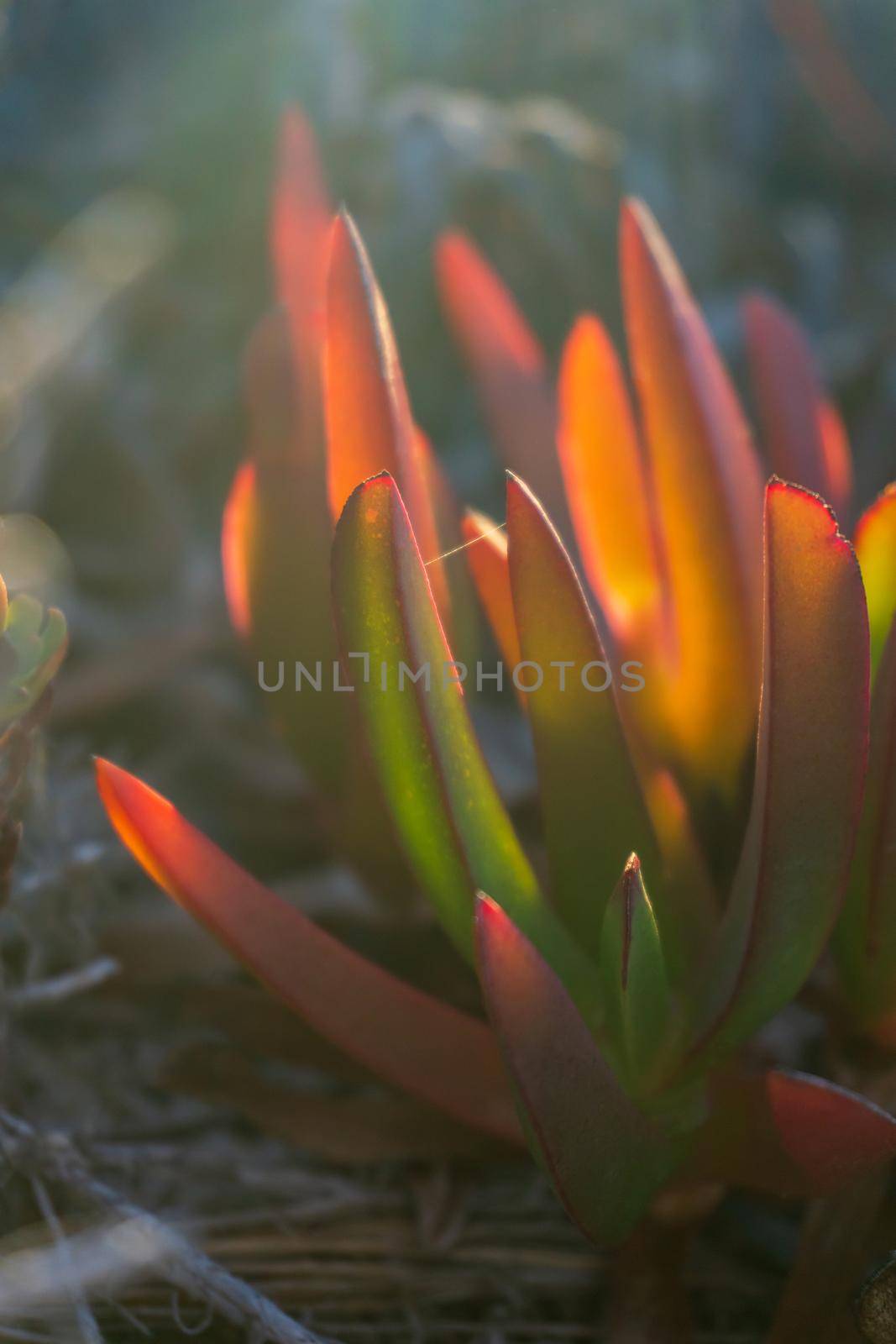 Multi-colored succulent Carpobrotus chilensis leaves in sunset rays close up