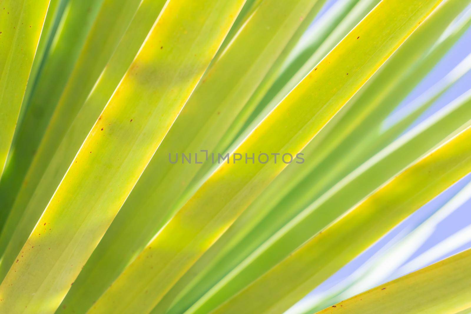 Pattern of palm leaves against the sky background