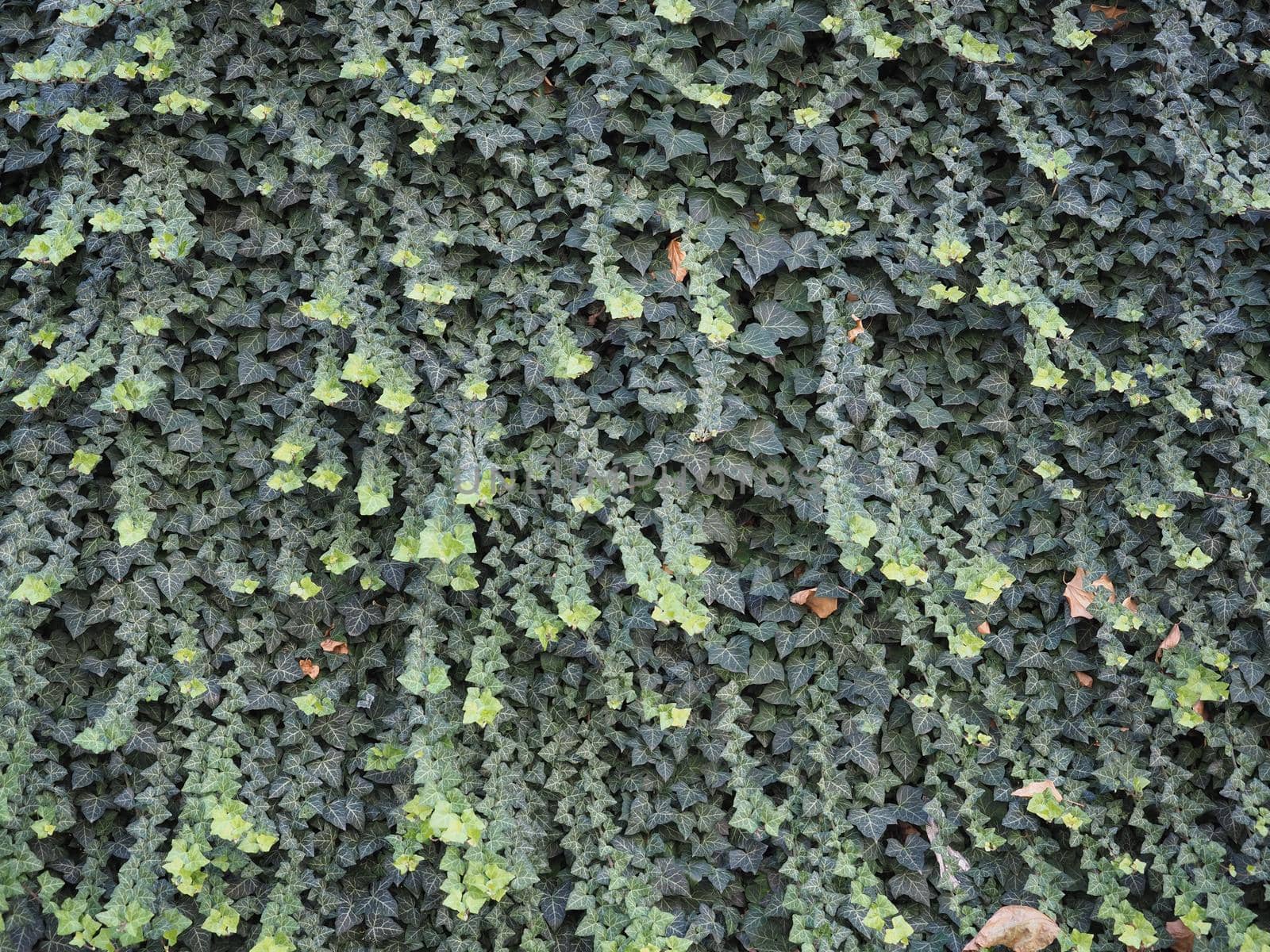 ivy plant background by claudiodivizia