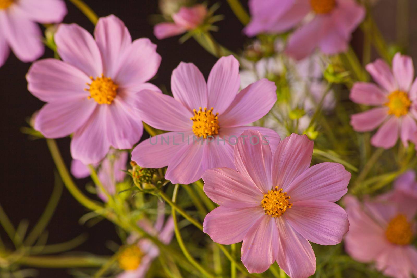 Pink Cosmos Flowers 13255 by kobus_peche