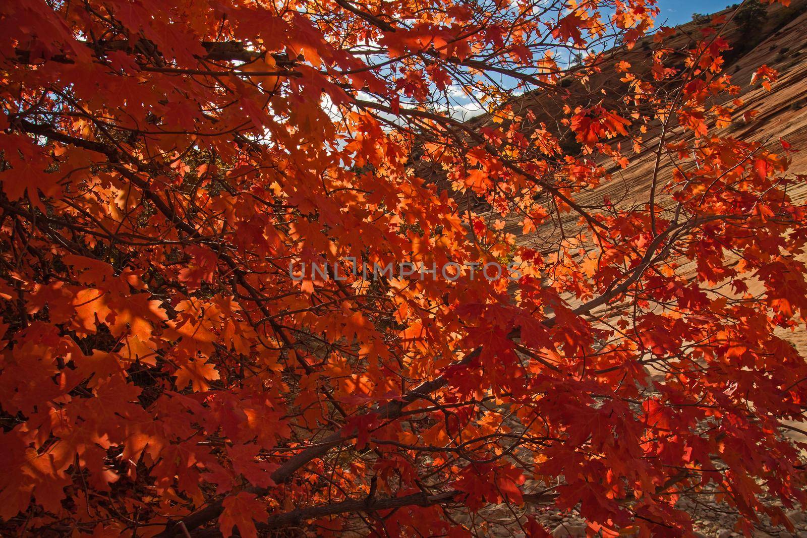 Brightly coloured leaves in Zion National Park. Utah