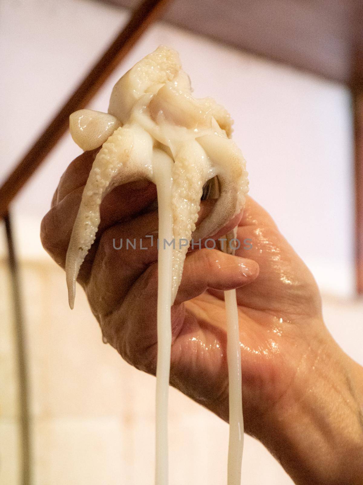 cleaning a raw adriatic cuttlefish at home in Numana, Marche, Italy