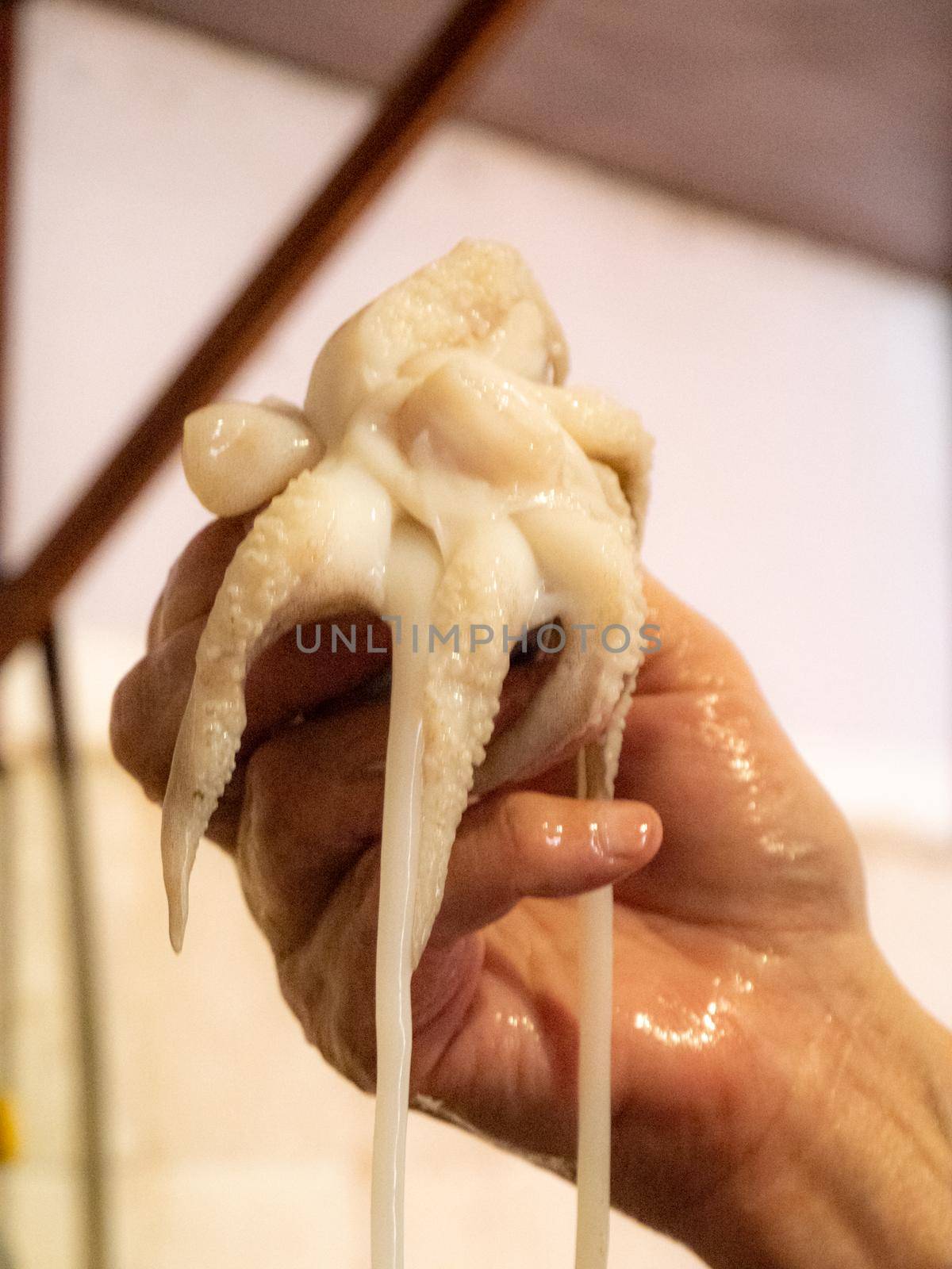 cleaning a raw adriatic cuttlefish at home in Numana, Marche, Italy