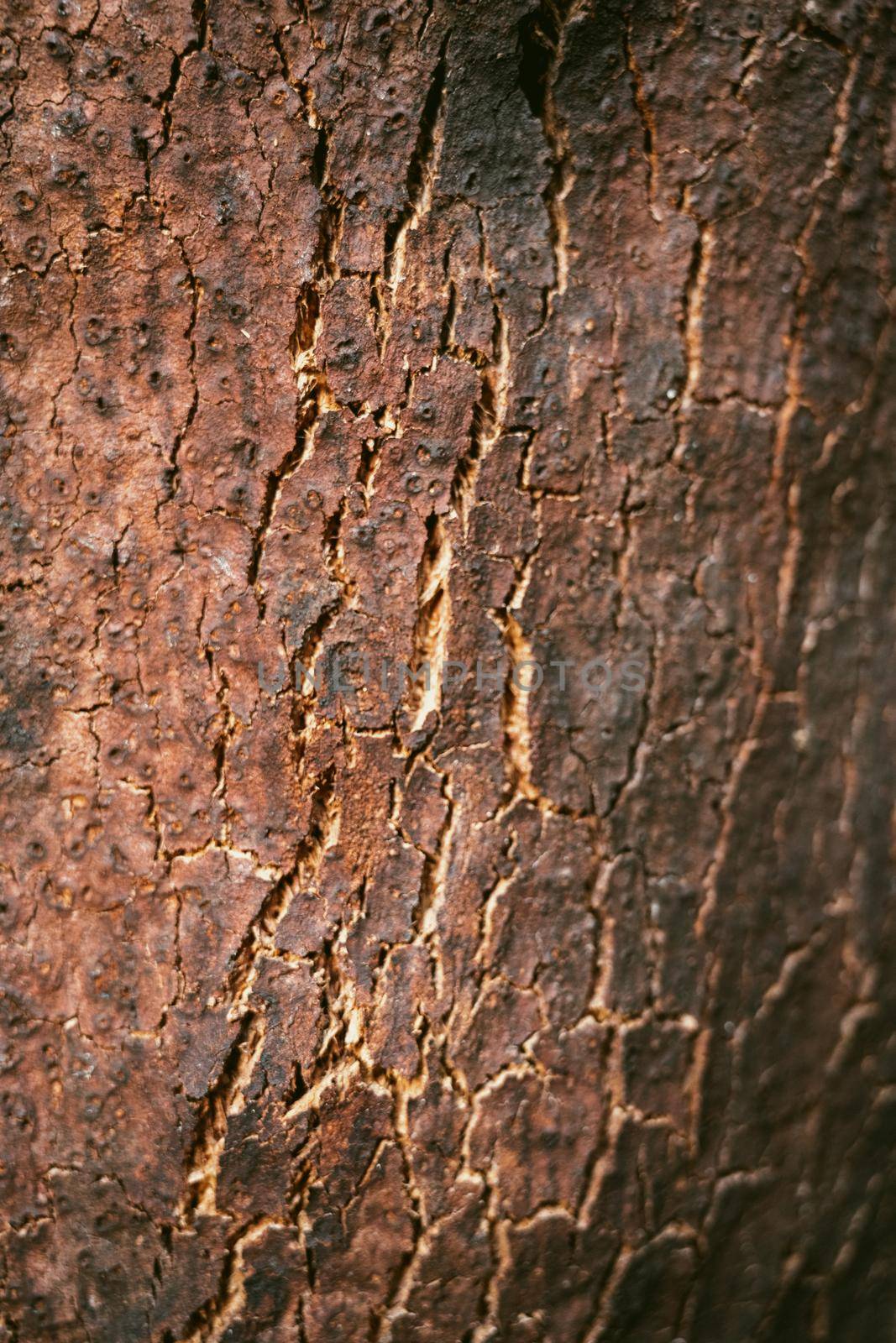 Oak bark texture by homydesign