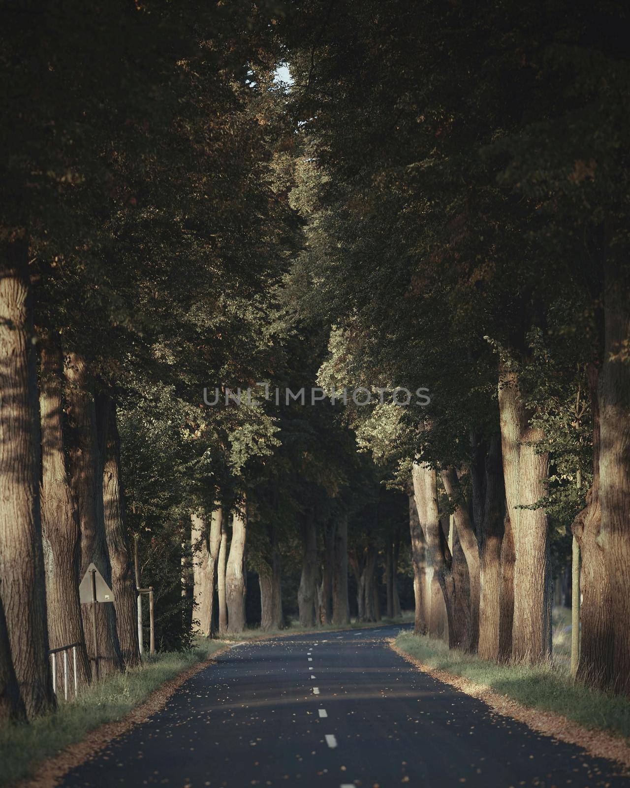 fabulous idyllic beautiful landscape road and trees on the side of the road creating mystery and beauty by Costin