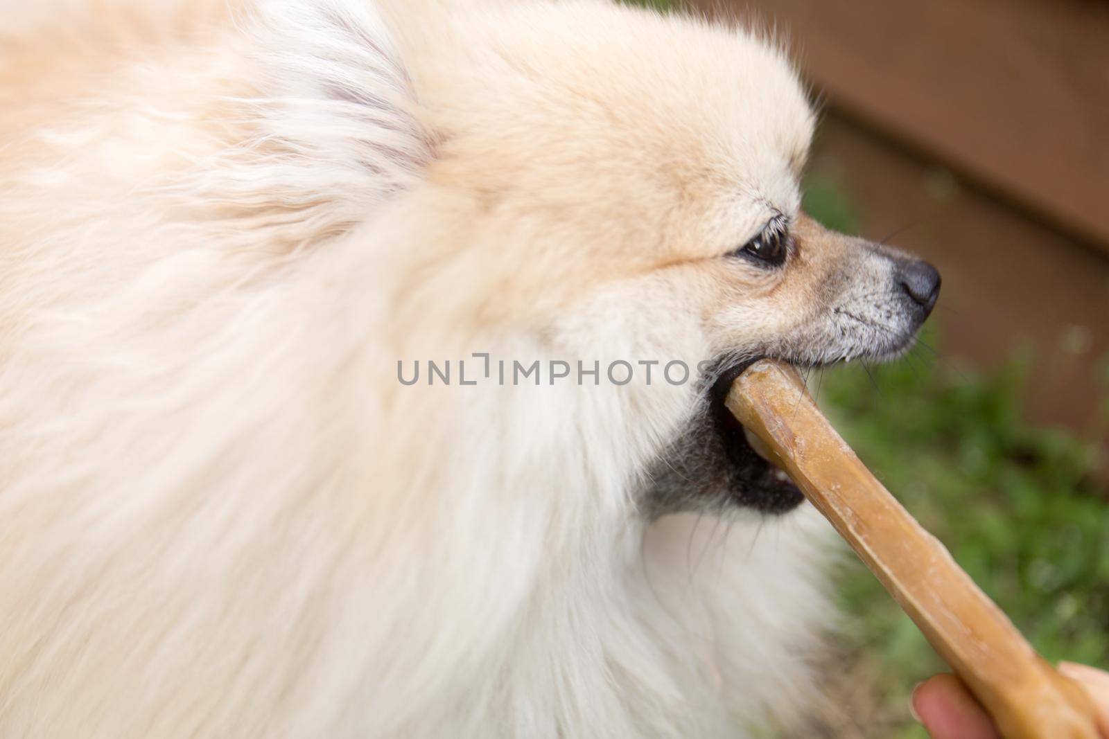 Pomeranian dog chewing a bone on green grass background