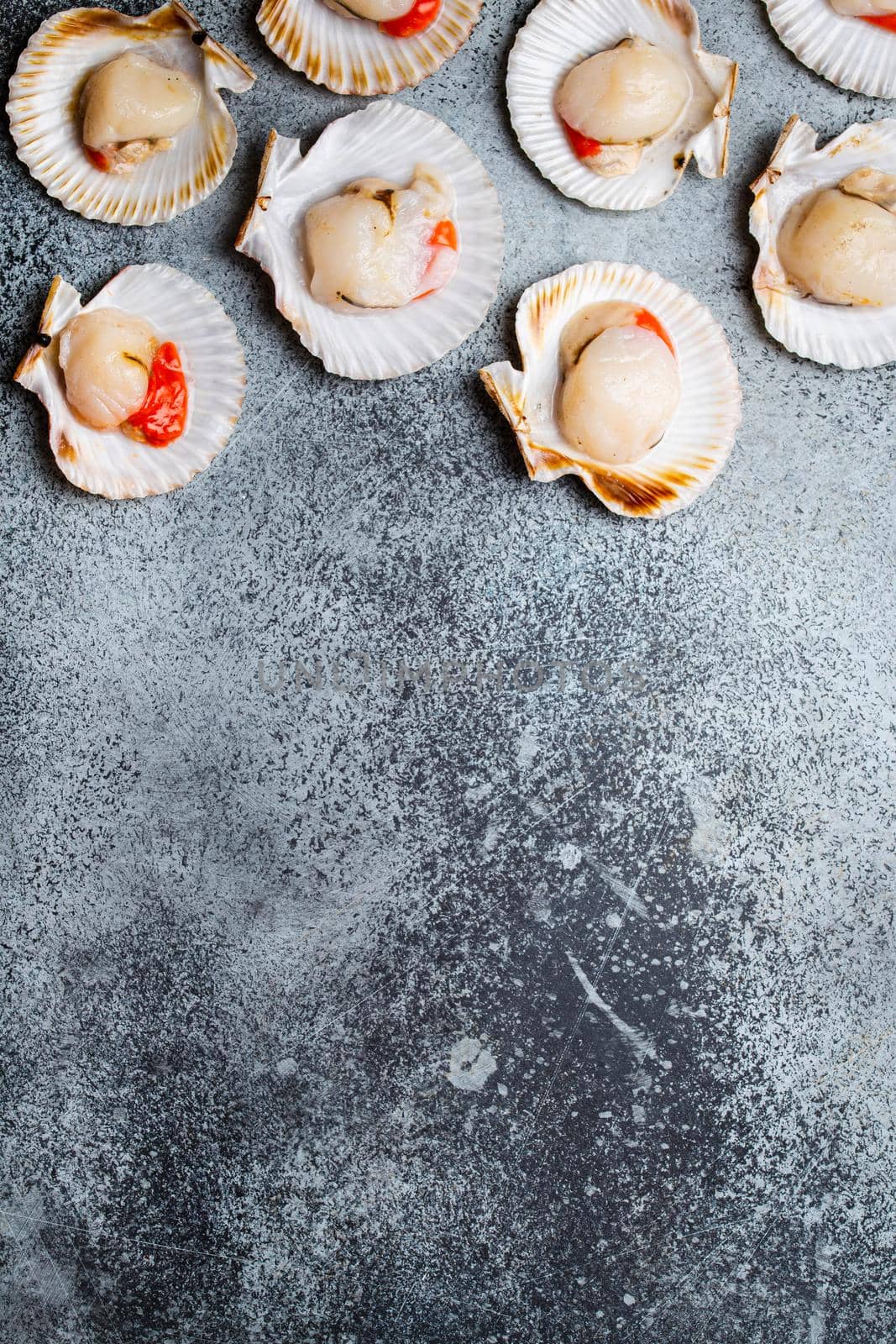 Raw fresh uncooked scallops in shells on grey rustic concrete background, top view, close-up. Seafood concept pattern, space for text