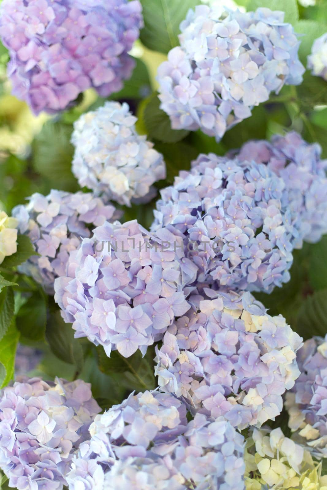 Fresh hortensia light white and blue flowers on blur background