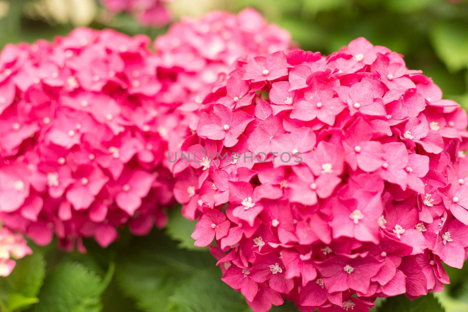 Close Up Light Pink Hortensia Fresh Flowers Blur Background