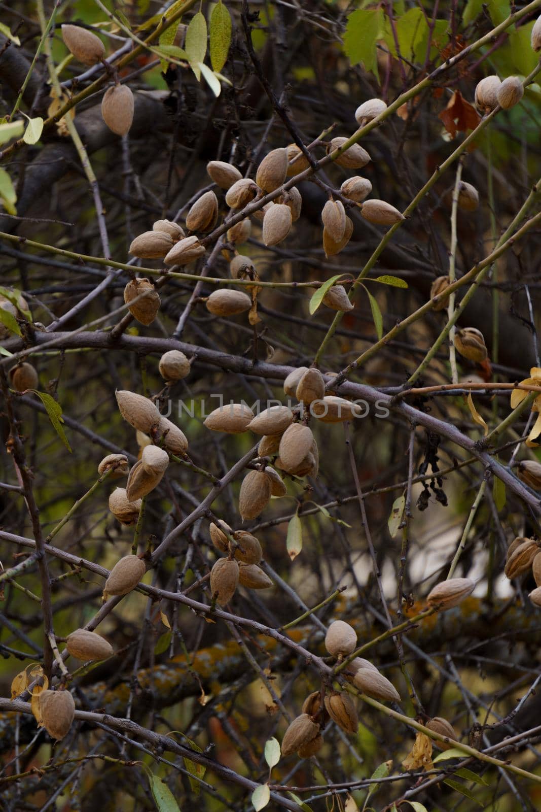 almonds on the branch of the tree in the field