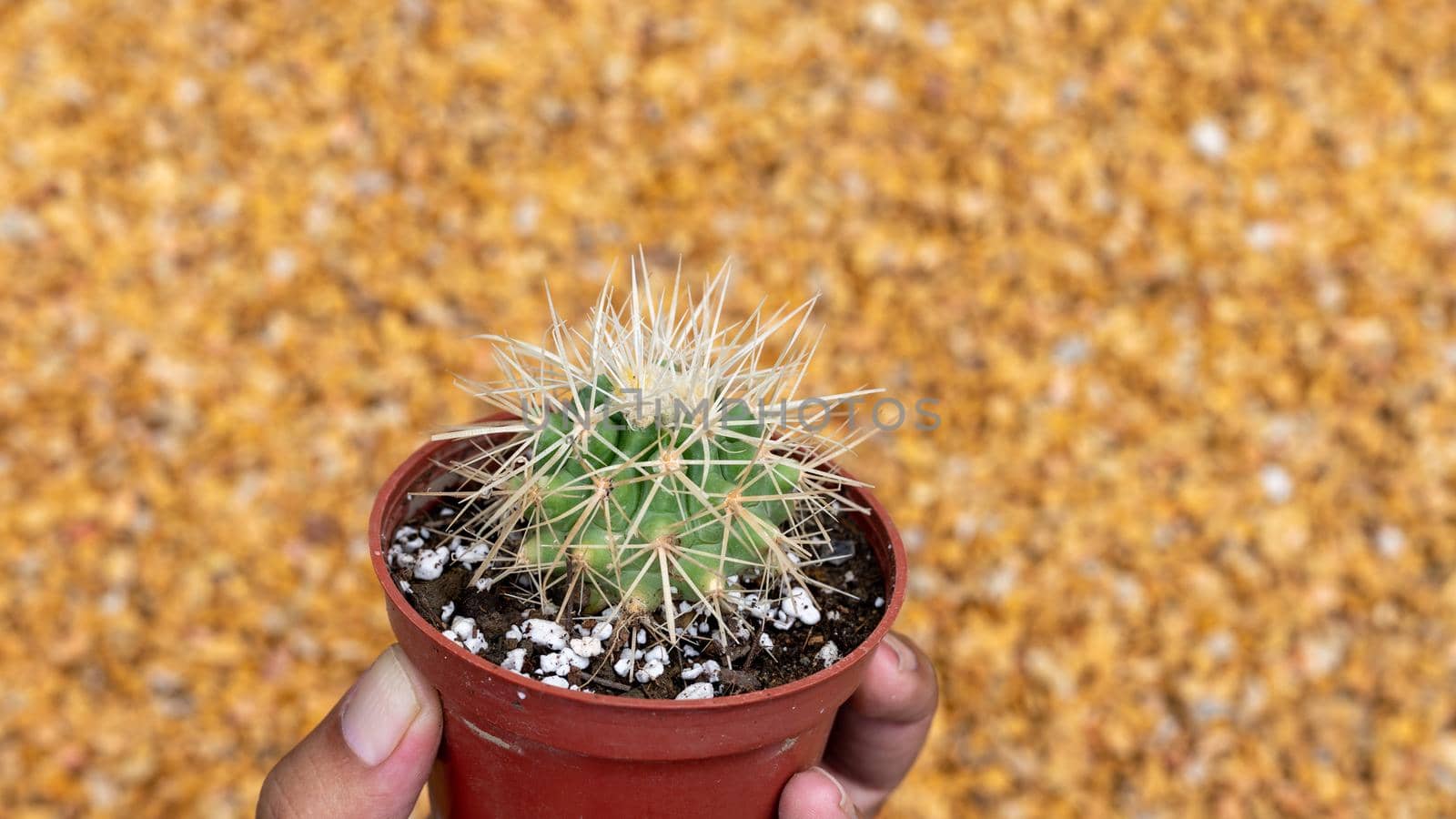 White Spine Golden Barrel cactus closeup view