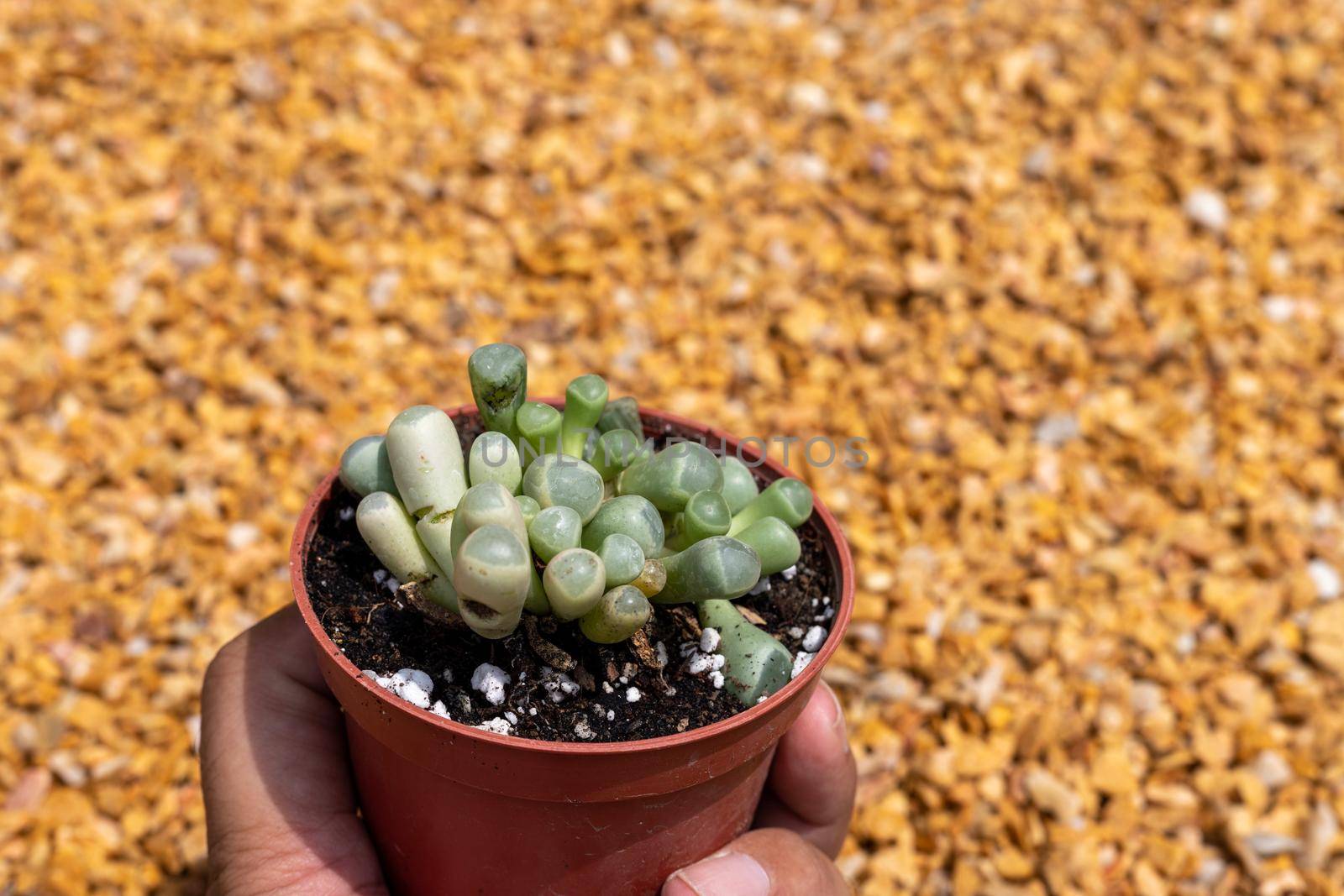 Fenestraria Rhopalophylla baby toe succulents holding in a hand