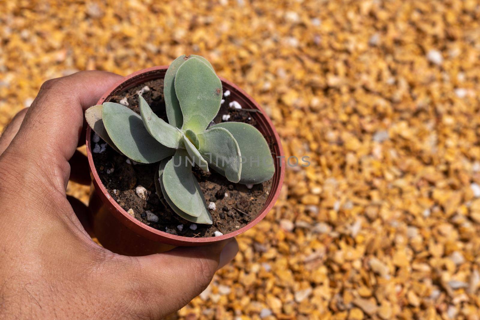 Examining crassula morgan beauty plant closeup view