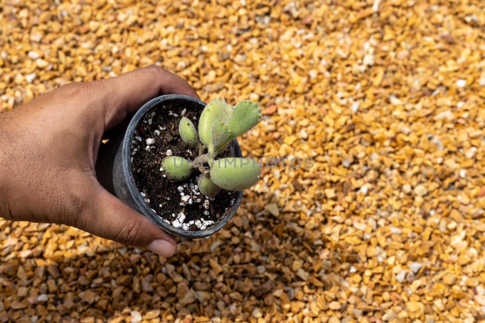 Cotyledon tomentosa bear's paw succulent in a pot holding in hand