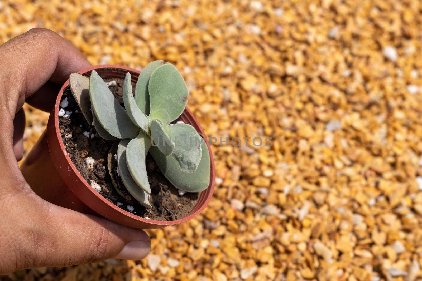 Crassula morgan beauty succulent plant holding in hand by Bilalphotos