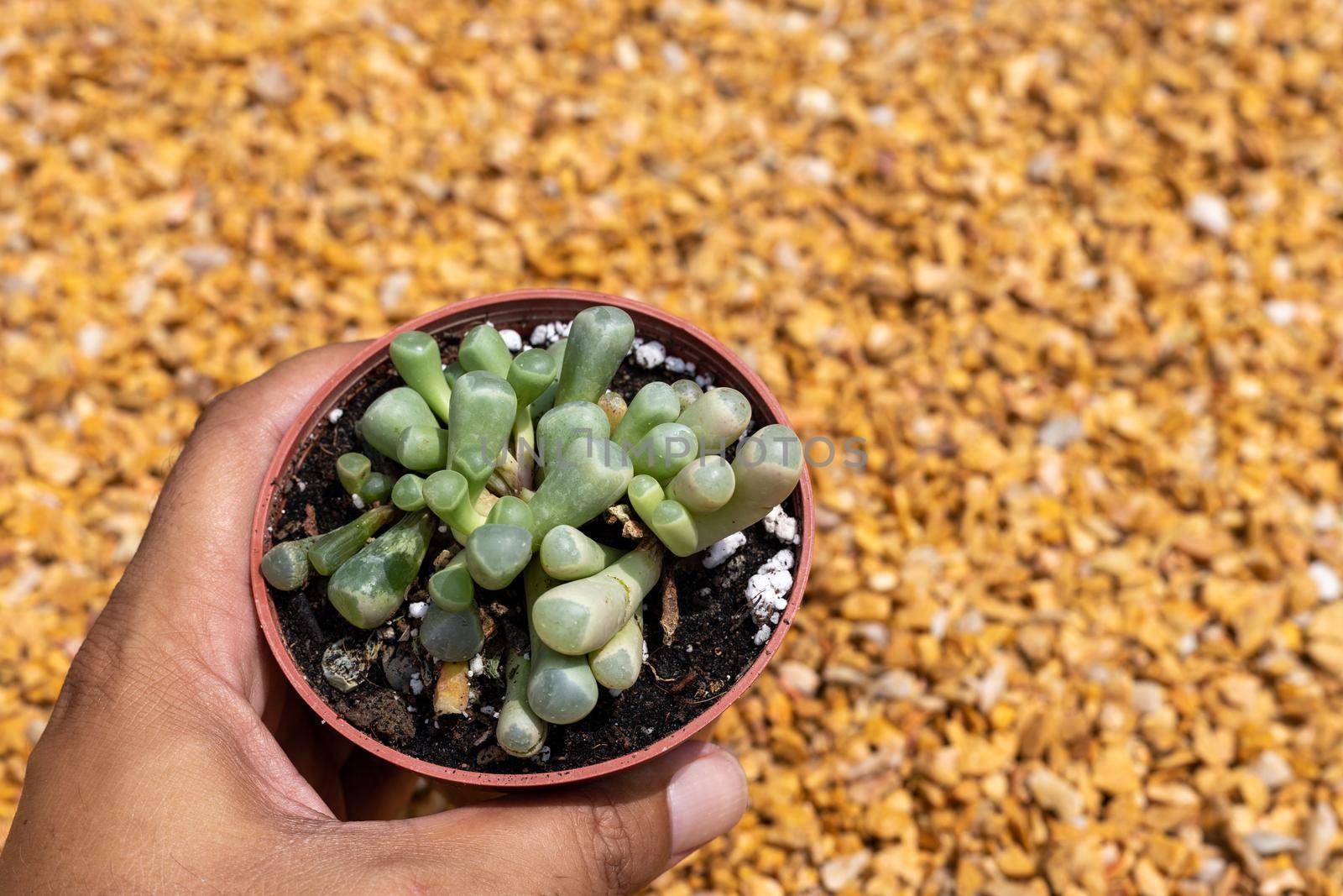 Fenestraria rhopalophylla baby toes plant in plastic pot