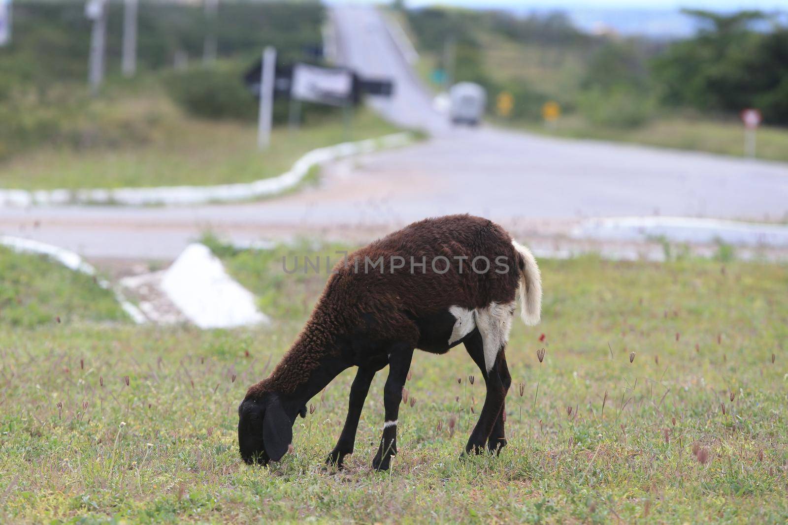 serra preta, bahia, brazil - september 13, 2022: sheep on the side of the BA 052 highway in the city of Serra Preta.