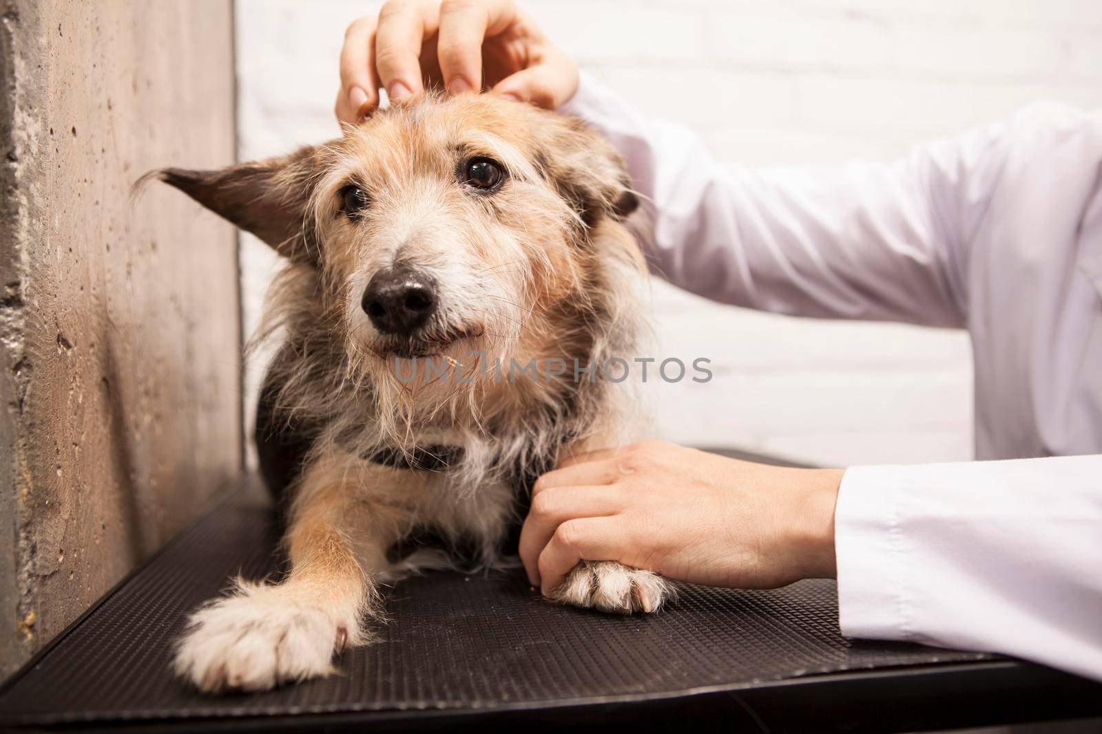 Unrecognizable vet petting adorable mixed breed dog