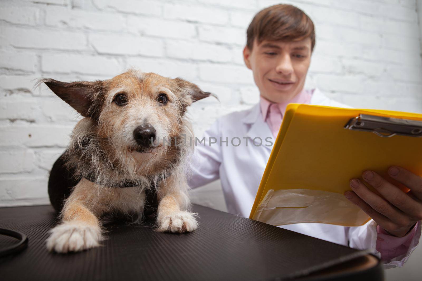 Adorable mixed breed shelter dog at the veterinary clinic by MAD_Production