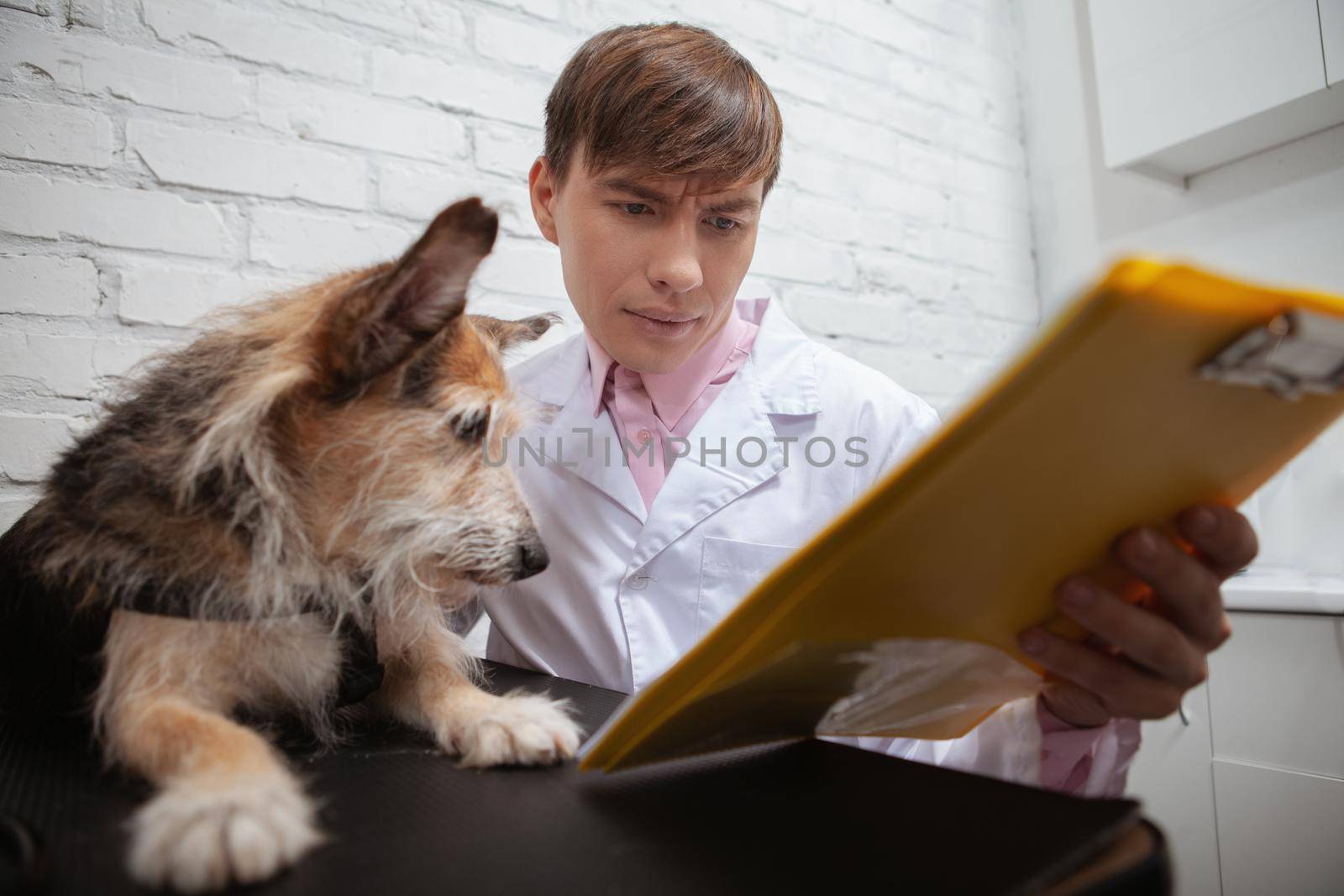 Adorable mixed breed dog looking at clipboard veterinary doctor is showing him