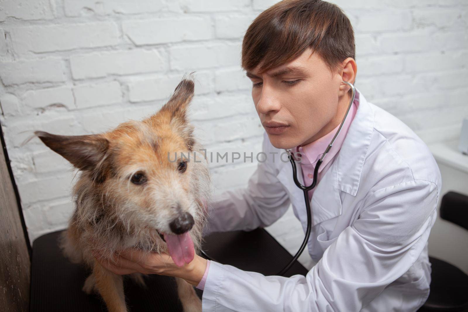 Male veterinarian checking heart and breathing of a mixed breed puppy with a stethoscope