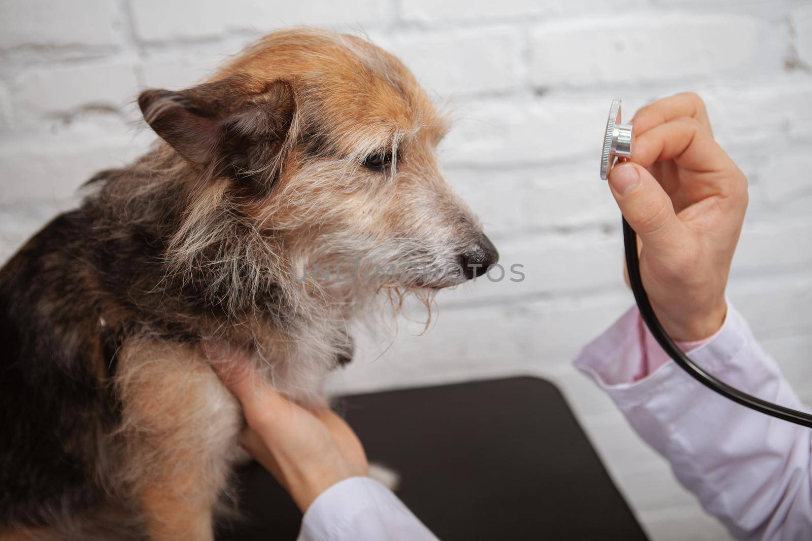 Close up of a mixed breed stray dog looking sad at medical examination by professional vet