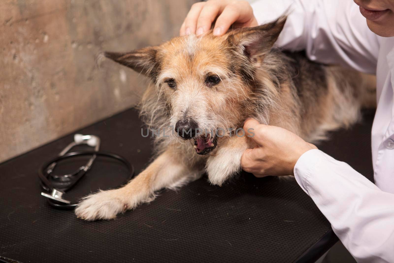 Cute mixed breed dog yawning during vet examination at the clinic