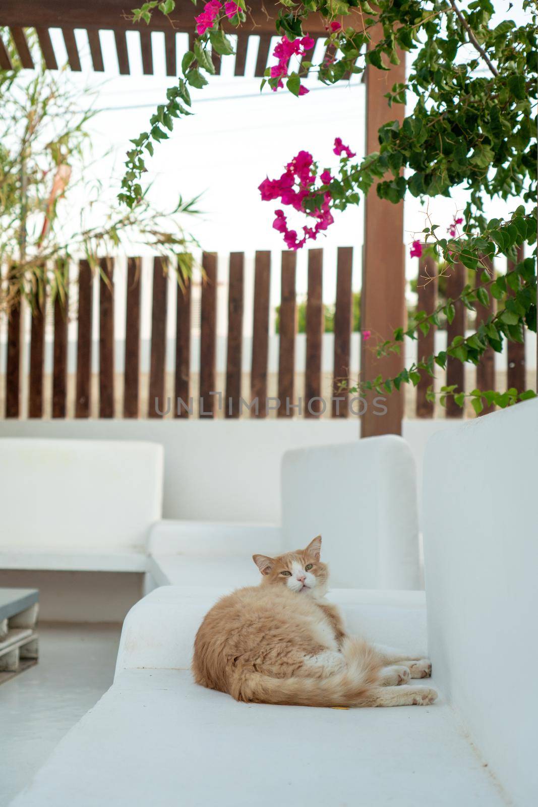 Black and orange cat lying on a white bench by LopezPastor