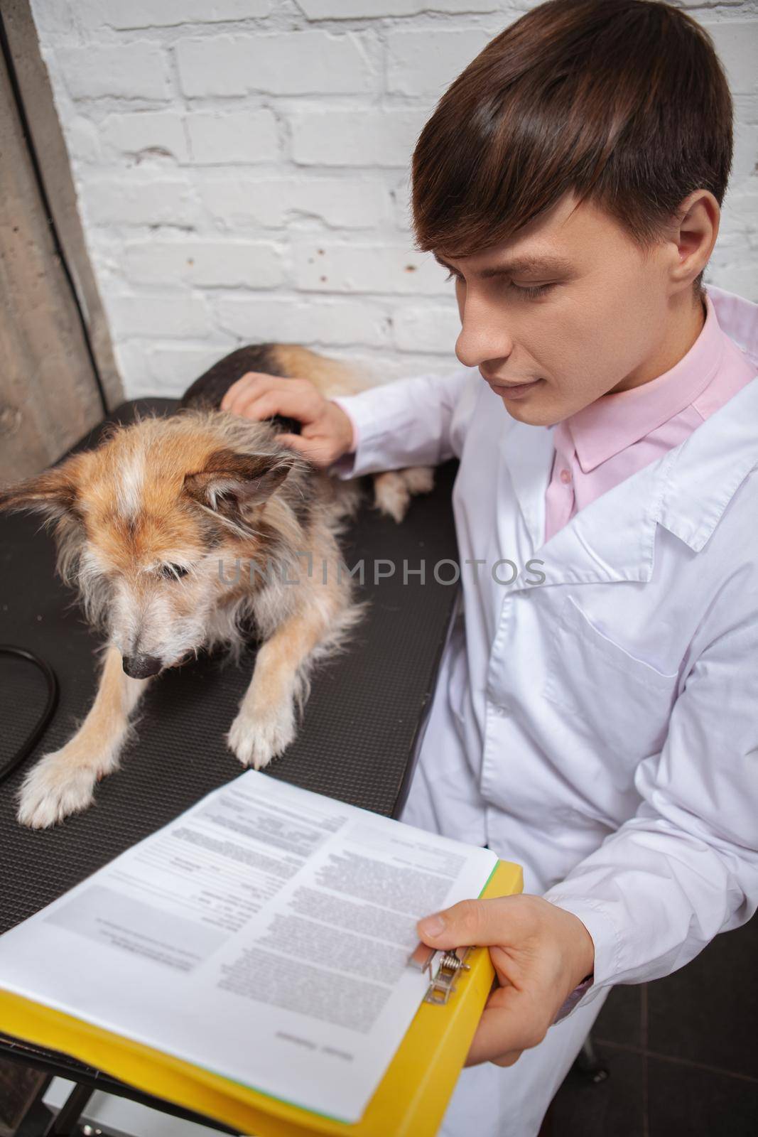 Top view vertical shot of a male veterinarian petting scared dog and reading medical documents on his clipboard