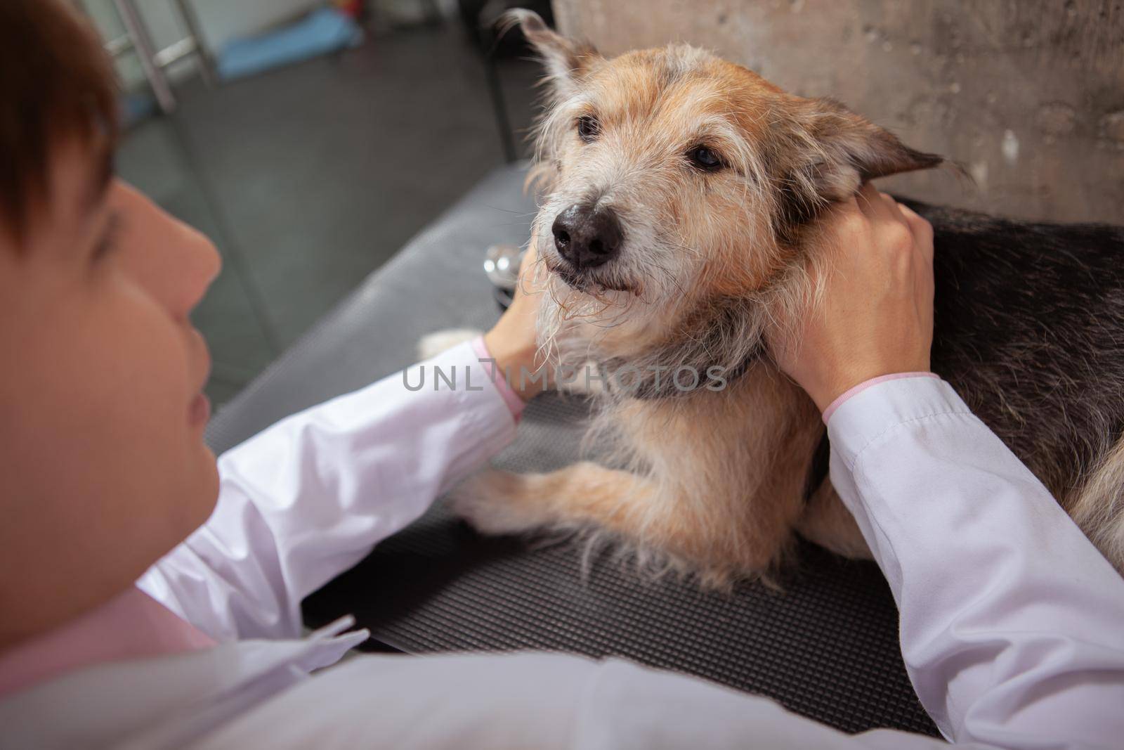 Cute funny rescue dog examined by young male veterinarian at animal hospital