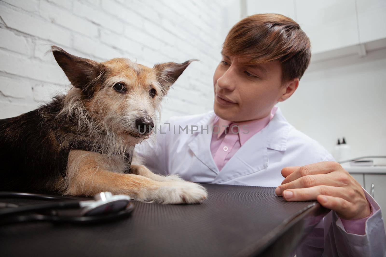 Close up of a funny mixed breed puppy looking scared, lying on examination table at vet clinic