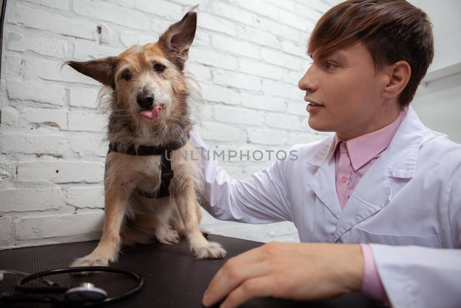 Adorable fluffy shelter dog sticking out his tongue while male vet petting him